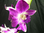 Bom Joy Orchids - Dendromium